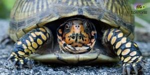 3 toed box turtle for sale