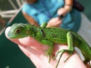 baby green iguana