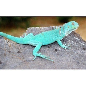 baby iguana for sale