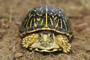 baby ornate box turtle for sale