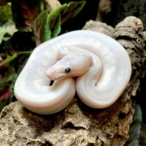 blue eye leucistic ball python