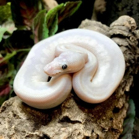blue eye leucistic ball python