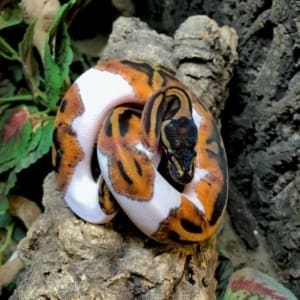 piebald ball python