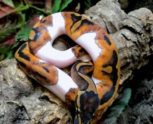 piebald python for sale