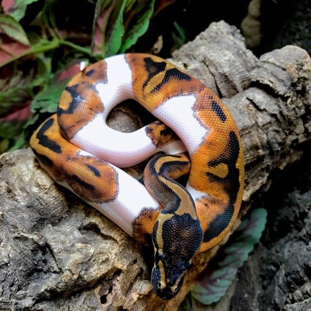 Piebald Python for sale online baby pie bald ball pythons for sale near me