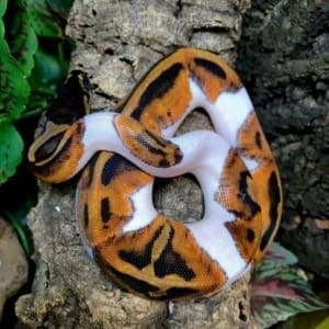 piebald python