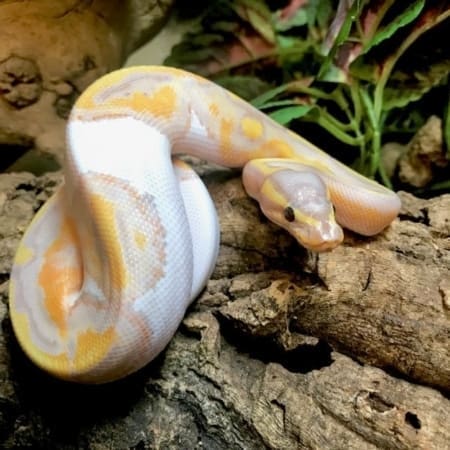 piebald ball python piebald ball python