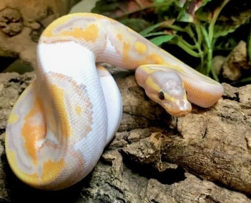 banana piebald ball python