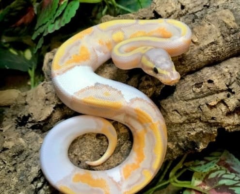 banana piebald python for sale