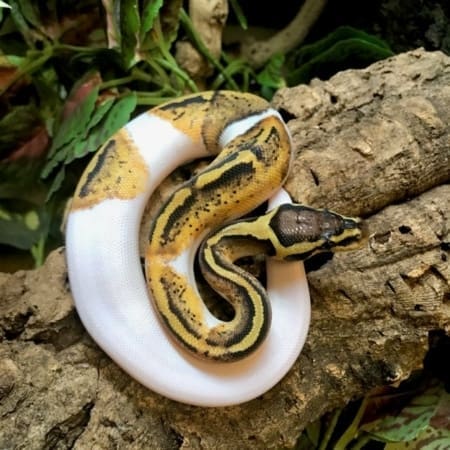 ball python pied pastel pythons banana piebald near morphs cbreptile snakes choose board baby