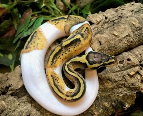 pastel piebald python to sale