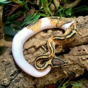 pastel piebald python