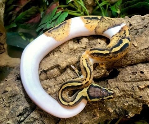 pastel piebald python