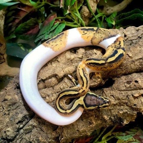 pastel piebald ball python for sale online baby pastel ...