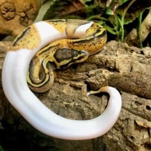 pastel pie bald python for sale