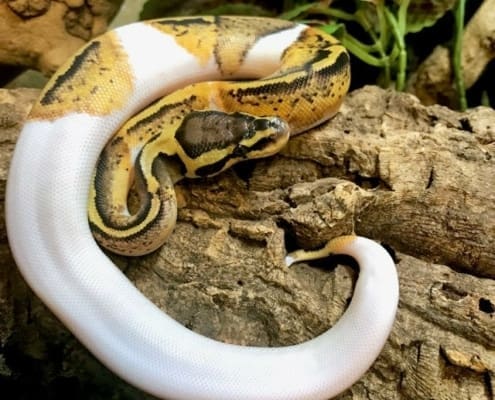 pastel pie bald python for sale