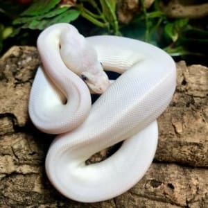 blue eyed leucistic ball python