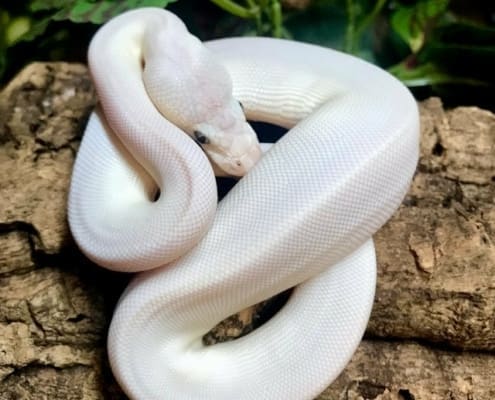 blue eyed leucistic ball python