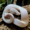 blue eye leucistic ball python