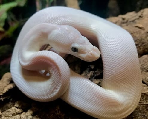 blue eye leucistic ball python