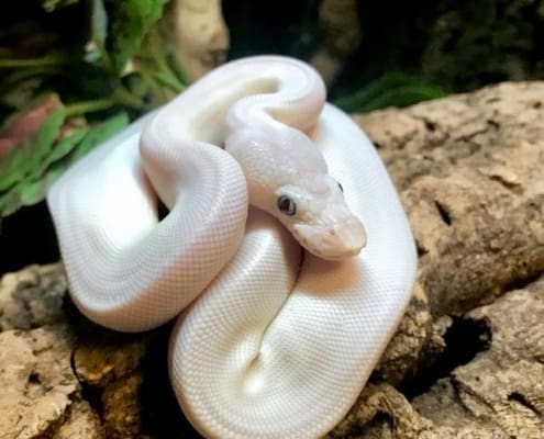 bleu eyed lucy ball python