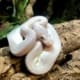 bleu eyed lucy ball python