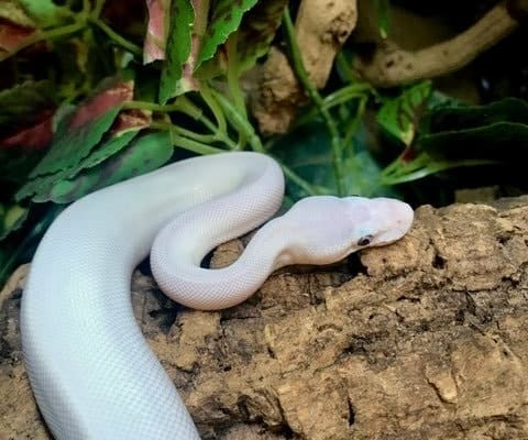 blue eyed lucy ball python