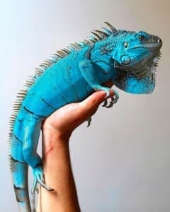 blue iguana breeder