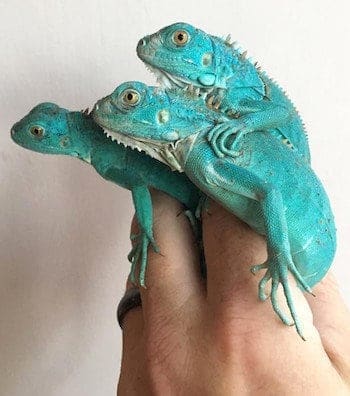 blue iguana breeders