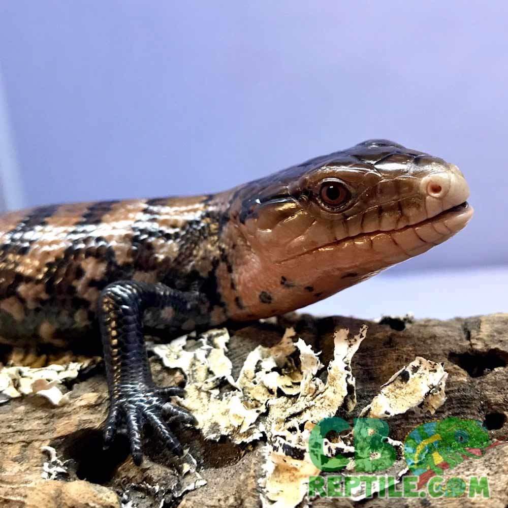 blue tongue skink breeders