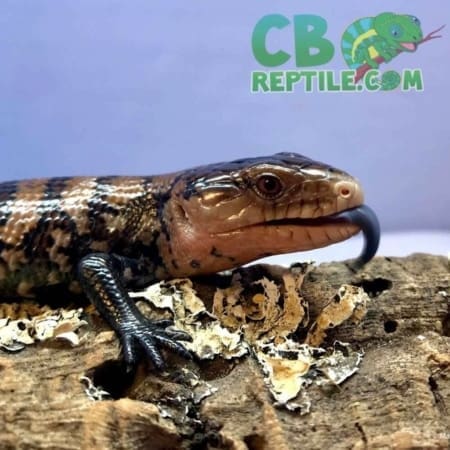 blue tongue skink for sale