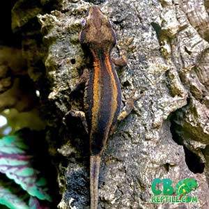 breeding gargoyle geckos