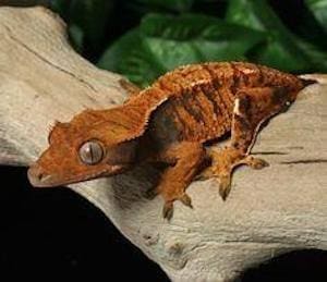 crested gecko