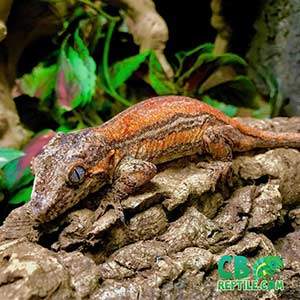 gargoyle gecko breeding