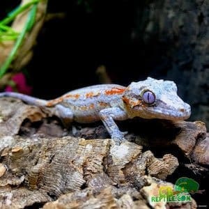 gargoyle gecko for sale