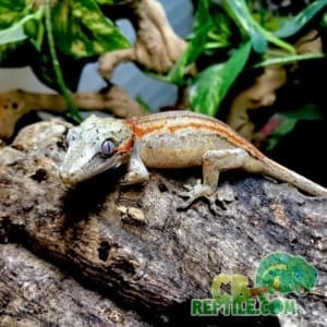 gargoyle geckos