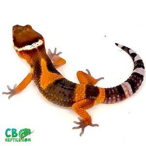 gecko for sale online