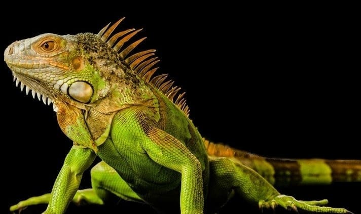 green iguana breeder