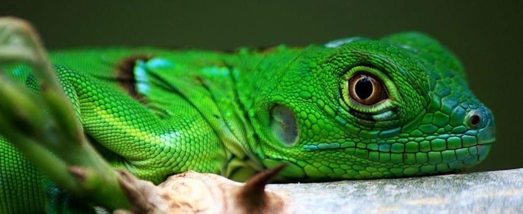 green iguana for sale green iguana for sale