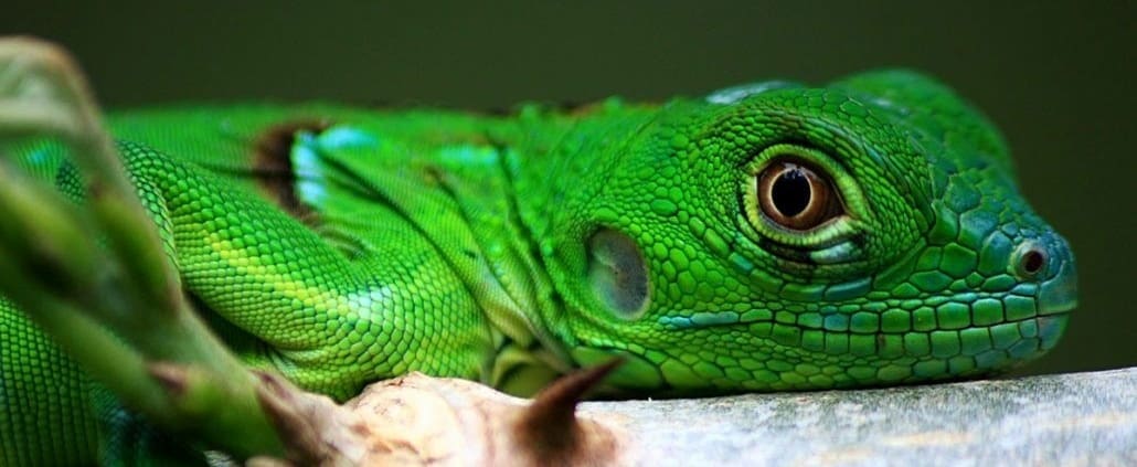 green iguana for sale