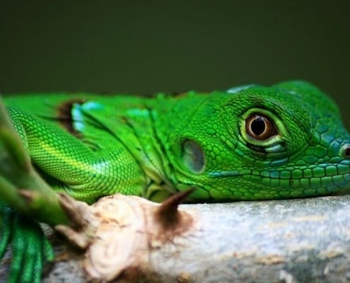 green iguana