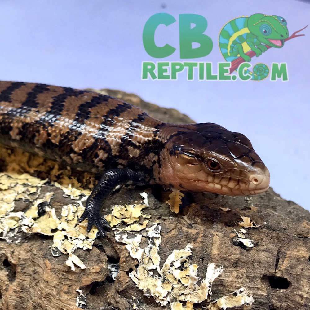 halmahera blue tongue skink