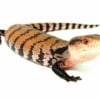 halmahera blue tongue skink