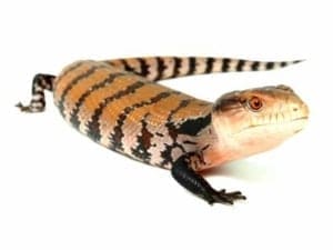 halmahera blue tongue skink