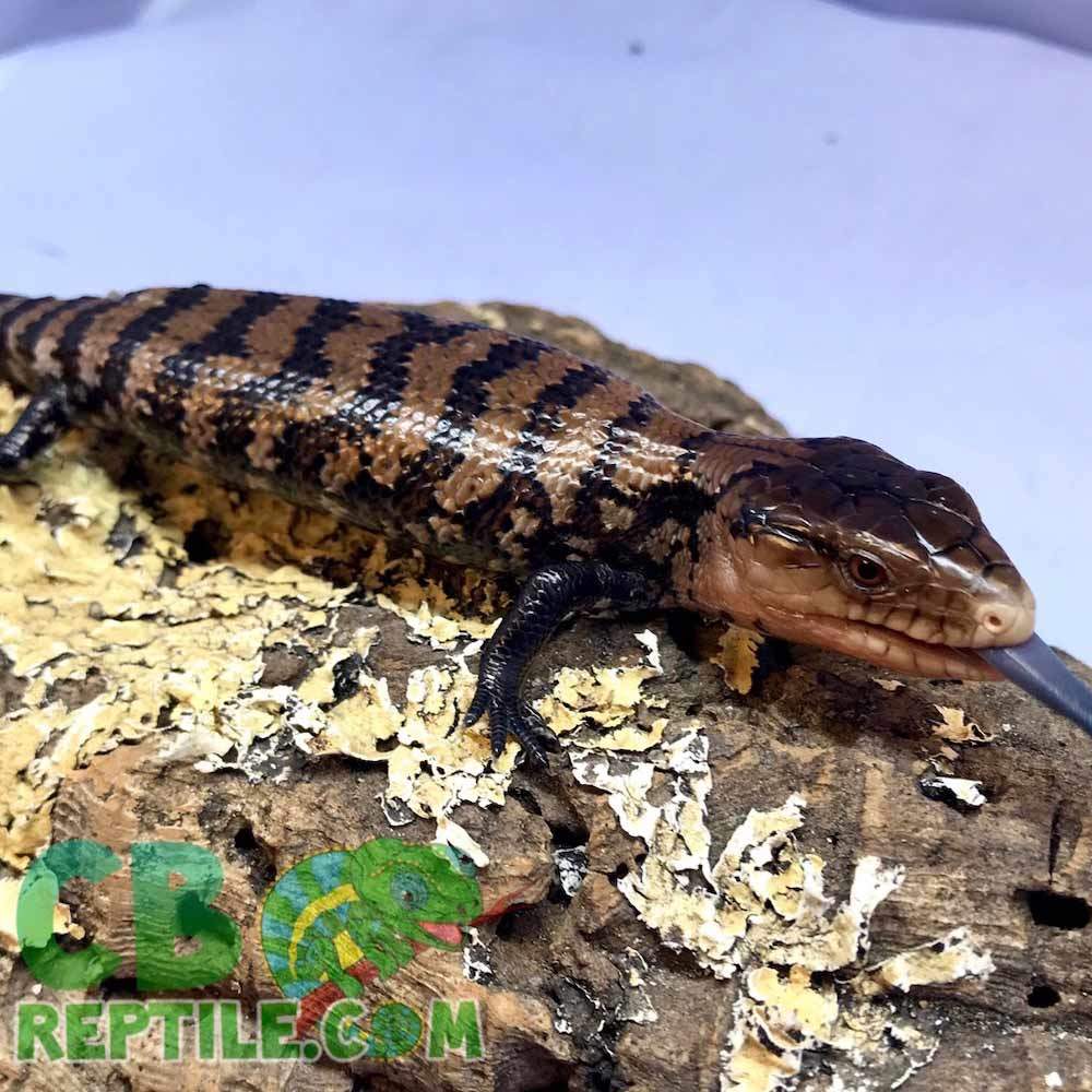 Halmahera blue tongue skink for sale