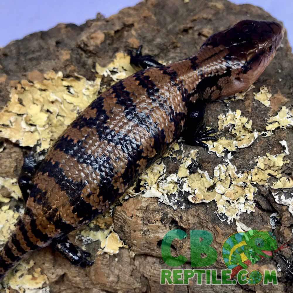 Halmahera blue tongue skinks for sale