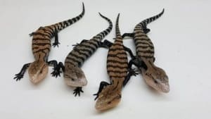 halmahera blue tongue skink for sale