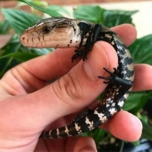 Indonesian blue tongue skink