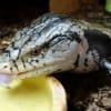 Indonesian blue tongue skinks for sale