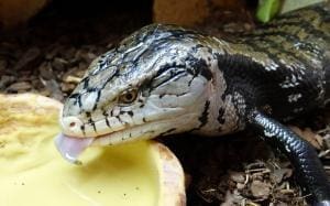 Indonesian blue tongue skinks for sale